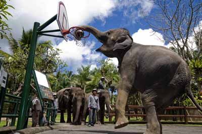 Чем можно заняться на Бали. Парк слонов