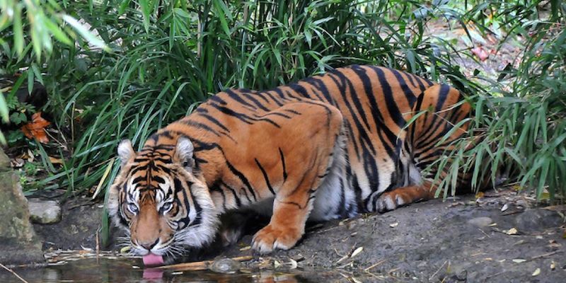 тигр на Суматре