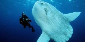 животные Индонезии