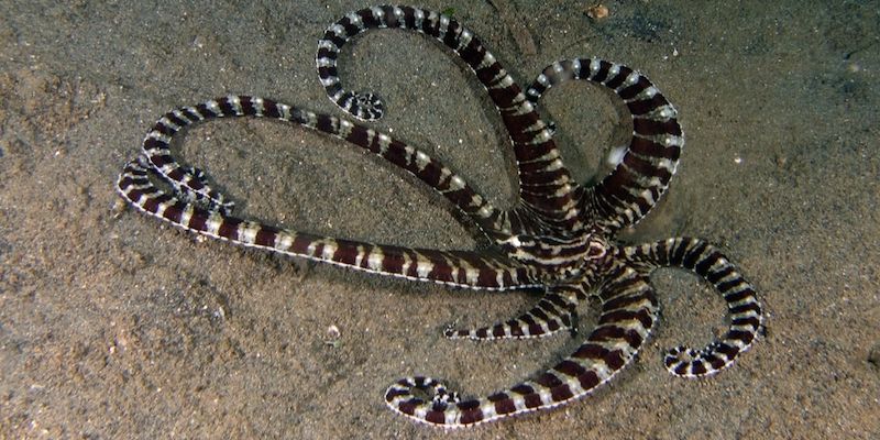 осьминог в Тихом океане