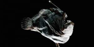 фауна Индонезии