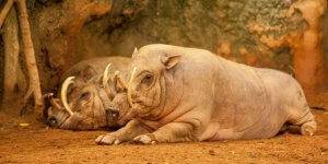 живность индонезии